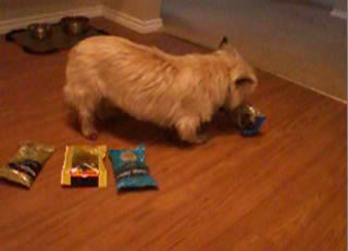 Choosing her dinner